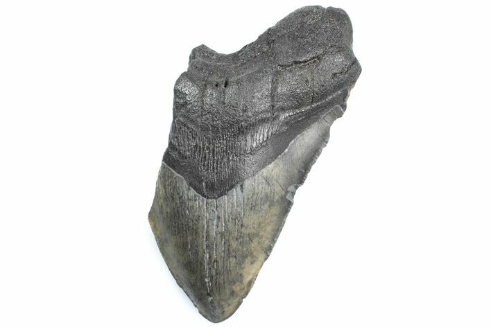 Partial Fossil Megalodon Tooth - South Carolina #362533